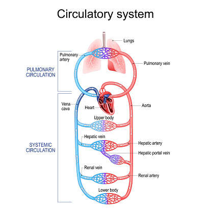 Inner Circulation Circulatory System Human Bloodstream Pulmonary Circulation In Lungs And ...