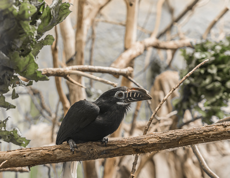 Portrait of VISAYA-TARIKTIK HORNBIRD. Bird looking at the camera.