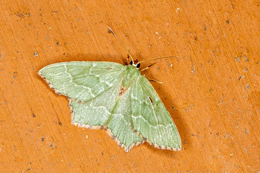 The common emerald (Hemithea aestivaria) is a moth of the family Geometridae. The species is found throughout the Nearctic and Palearctic regions and the Near East. It is mostly commonly found in the southern half of the British Isles. It was accidentally introduced into southern British Columbia in 1973. 
All wings are generally dark green with grey and white chequered fringes and narrow white fascia, two on the forewing, one on the hindwing. The green colouration tends not to fade over time as much as in other emeralds. The hindwings have a sharply angled termen giving the moth a very distinctive shape. The wingspan is 30–35 mm. It flies at dusk and night in June and July and will come to light. 
The larva is green with reddish-brown markings and black v-shaped marks along the back. The young larva will feed on most plants but later it feeds on trees and shrubs. The species overwinters as a larva (source Wikipedia). 

This Picture is made during a Long Weekend in the South of Belgium in June 2019.