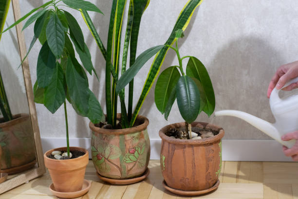istock Houseplants in room. 1469728700