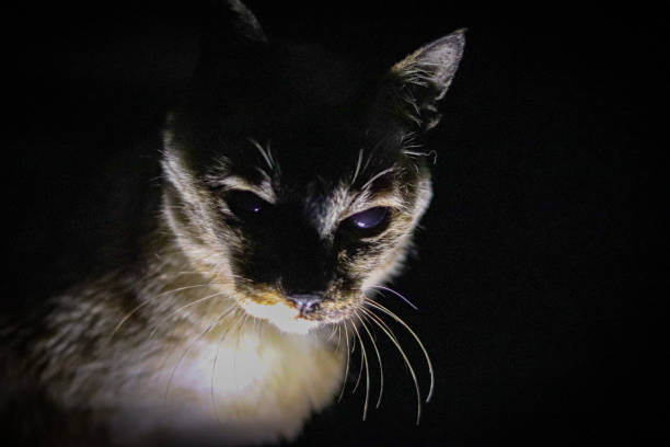istock siamese cat creepy scary halloween 1469729054