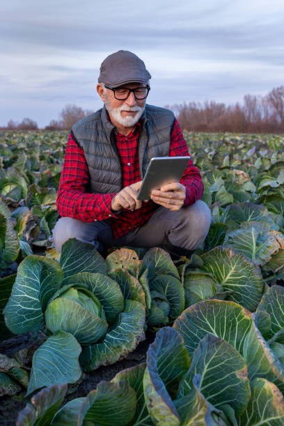 istock Senior farmer checking cabbage in field 1469730999