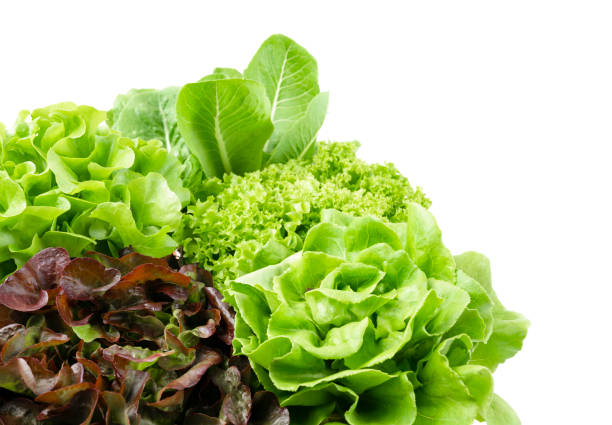 istock The Group of Hydroponic vegetables isolated on white background. Green butter head, Red Oak, Green Oak, Green coral and Green cos Lettuce. 1469731299