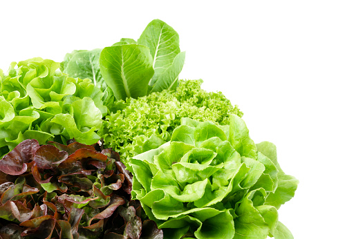 Ripe organic green salad Romano