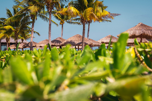 Mexican palapas lined up on the beach in Mexico