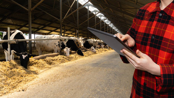 istock Farmer with tablet computer inspects cows at a dairy farm. 1469732906