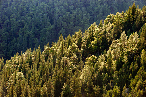 Cypress and redwood mixed forest / Köprülü Canyon National Park