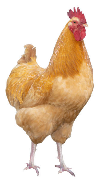 istock Golden chicken rooster showing his pride 1469733439