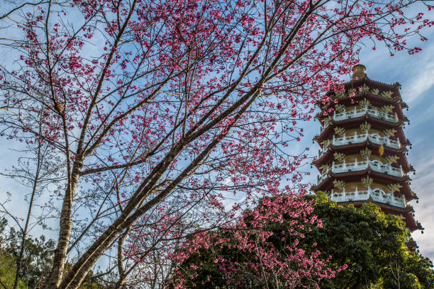 istock Sun Moon Lake: Ci-en Pagoda with Cherry Blossom 1469734138