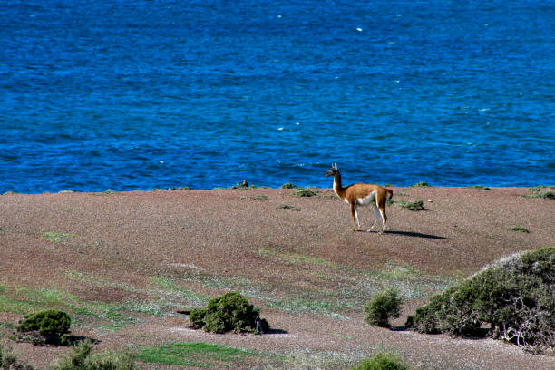 Wild guanaco on a beach in the Patagonian protected area