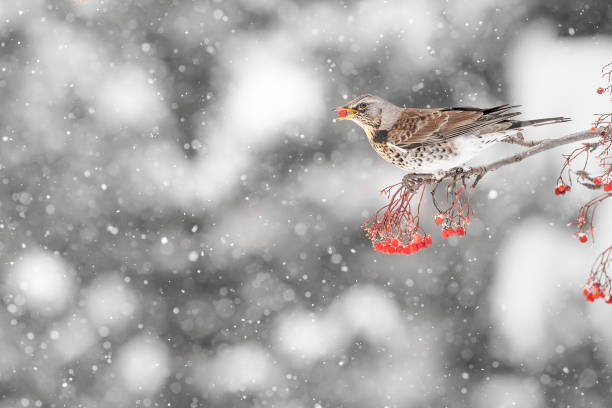 istock The fieldfare with rowan berry under snowflakes (Turdus pilaris) 1469735324