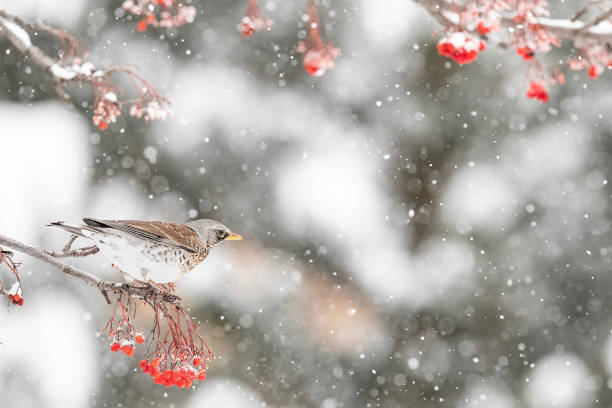 istock Wild Alps, the fieldfare under snowflakes (Turdus pilaris) 1469735328