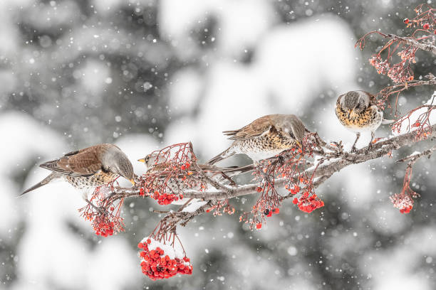Flock of fieldfares on rowan tree (Turdus pilaris)
