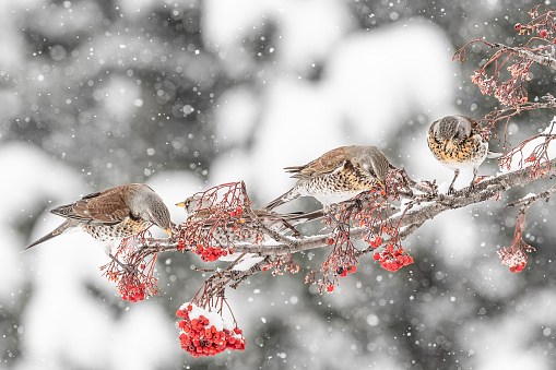 group of birds under extreme snowfall