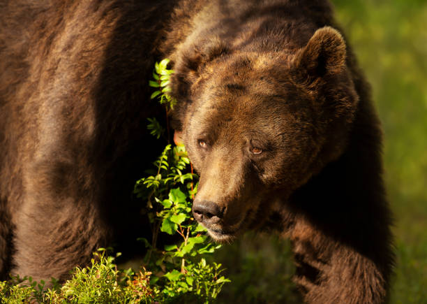 istock Impressive portrait of Eurasian Brown bear in forest 1469735716