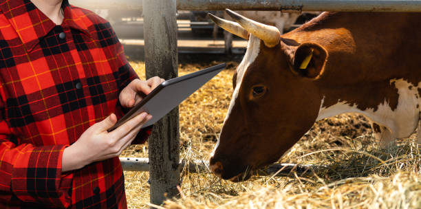 istock Farmer with tablet computer inspects cows at a dairy farm. 1469735885