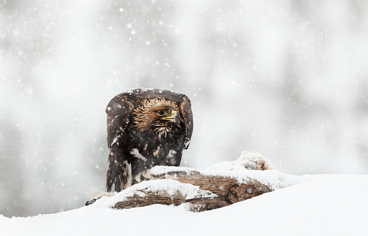 Golden Eagle (Aquila chrysaetos) in the falling snow in winter, Norway.