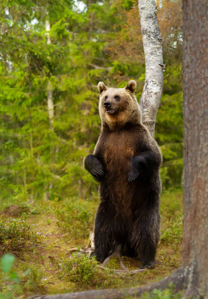 istock Eurasian brown bear standing on hind legs in a forest 1469736064