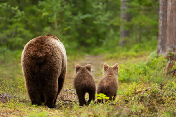 Mama bear with her cubs heading back to a forest