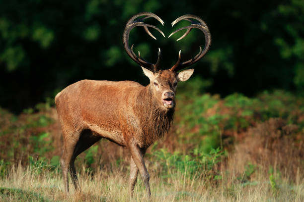 Red deer stag with heart shaped antlers Close up of red deer stag with heart shaped antlers, UK. valentinstag stock pictures, royalty-free photos & images