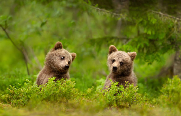 Close up of playful European brown bear cubs in the forest Close up of playful European brown bear (Ursus arctos arctos) cubs in the woods of Finland. ursus arctos stock pictures, royalty-free photos & images
