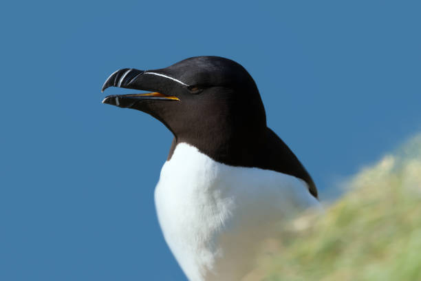 istock Close up of a Razorbill nesting on a cliff 1469738485