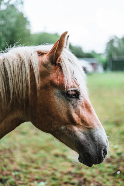 istock Close up of a light brown horse 1469738555