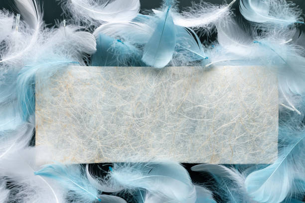 istock White paper on the feather background 1469742134
