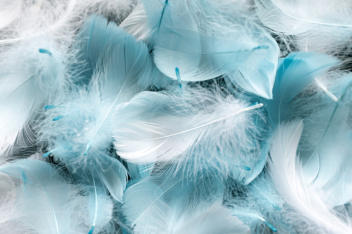 White and blue feather background.