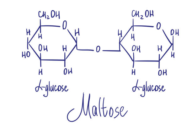 illustrations, cliparts, dessins animés et icônes de structure chimique du maltose. illustration vectorielle dessiné à la main - molecule glucose chemistry biochemistry