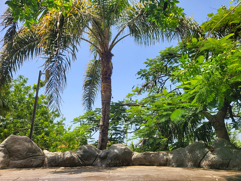 Palm trees and trees with artificial stones in a park with blue sky