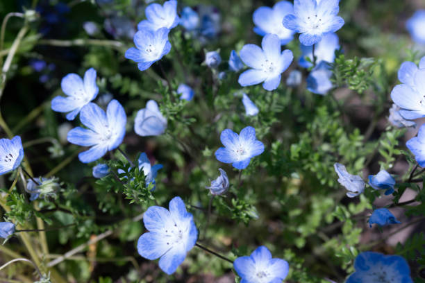 close-up of pale blue nemo'phila flowers - phila imagens e fotografias de stock