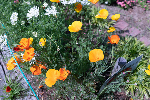 This photo features a close-up view of bright yellow and orange California poppy flowers planted in a flowerbed.