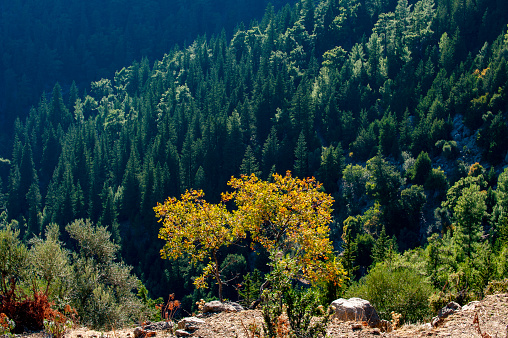 Cypress forest on the valley floor / Köprülü Canyon National Park