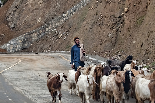 Sheep grazing in Northern Pakistan