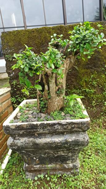 istock Bonsai behind the house 1469747425