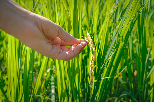Closeup woman hand holding rice fields,