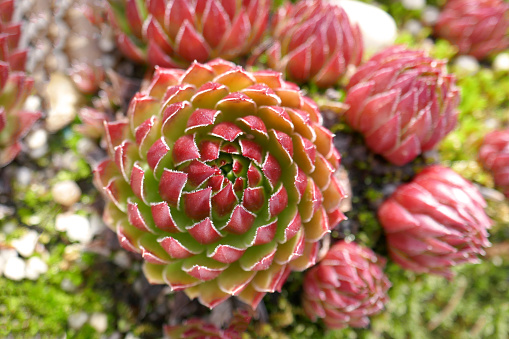 Houseleek (Sempervivum Rubin)