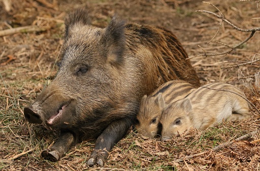 Wild boar and humbugs taken in the forest of Dean