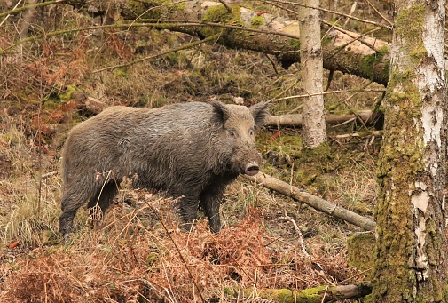 Wild boar and humbugs taken in the forest of Dean