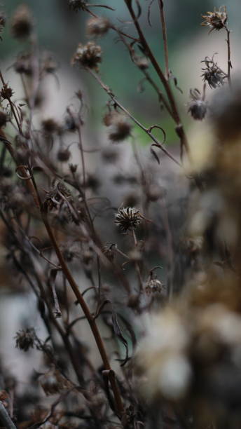 istock a close up of a dead plant 1469751330