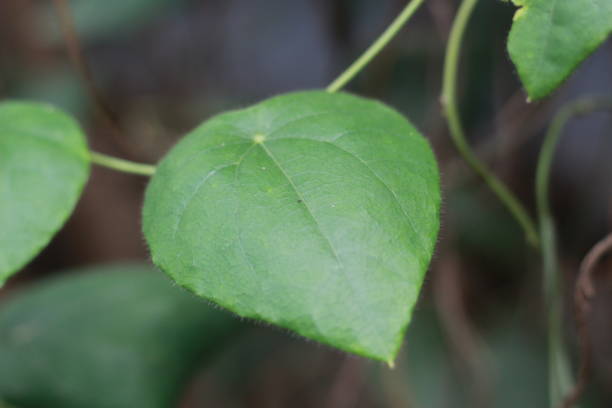 zbliżenie na zieloną trawę galaretowatą roślinę - drop defocused focus on foreground herbal medicine zdjęcia i obrazy z banku zdjęć