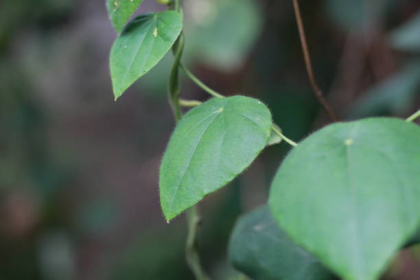 zbliżenie na zieloną trawę galaretowatą roślinę - drop defocused focus on foreground herbal medicine zdjęcia i obrazy z banku zdjęć