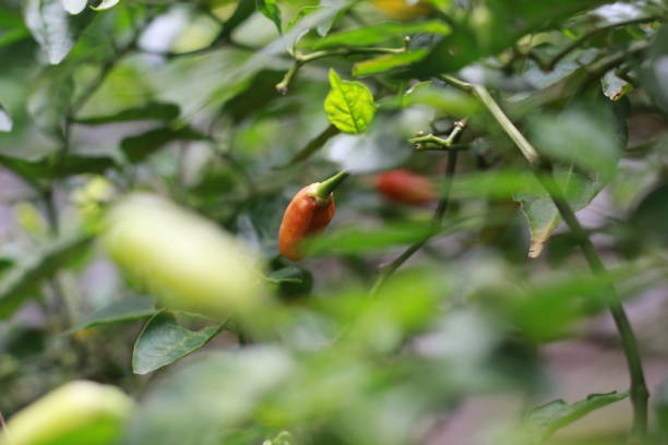 istock a close up of chillies still on the tree 1469751852
