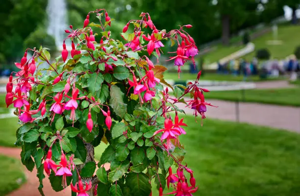 A beautiful flowering bush of Fuchsia in the background of the park.