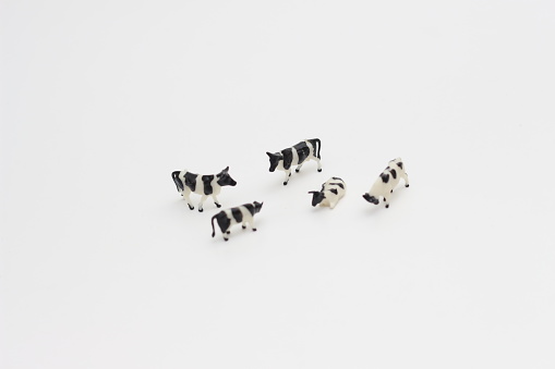 a close up of miniature figures of a herd of cows isolated on white background. Miniature figure photo concept.