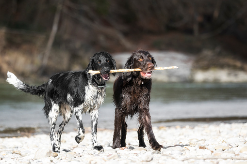 German Large Münsterländer and German Shorthair hunting dog  - munsterlander breed