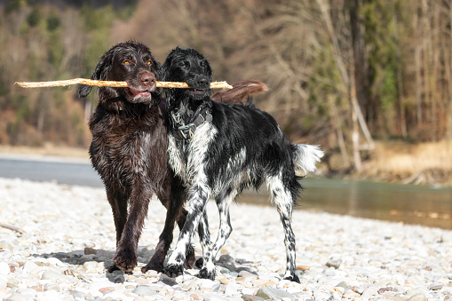 German Large Münsterländer and German Shorthair hunting dog  - munsterlander breed