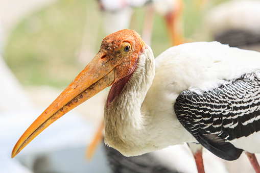 White stork (Ciconia ciconia) bird with distinctive white and black feathers searching for food in a meadow during summer. Close up portrait head shot.