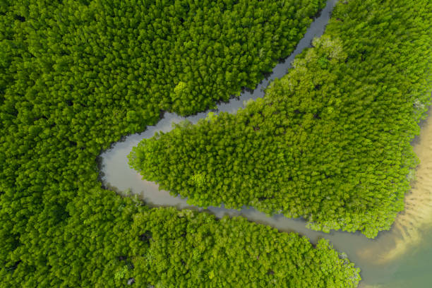 istock upstream mangrove forest aerial top view 1469756640